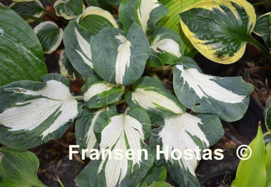 Hosta Hans